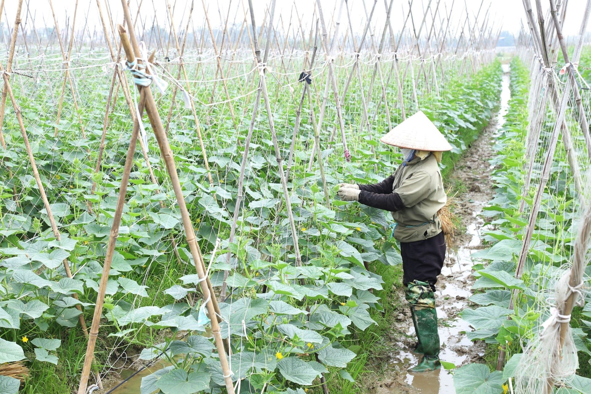 Hải Phòng đẩy mạnh chuyển đổi số, xây dựng bản đồ số nông nghiệp