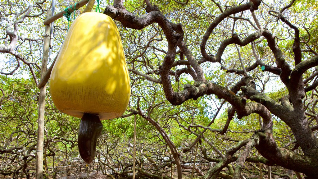 159749 Pirangi Cashew Tree.jpg