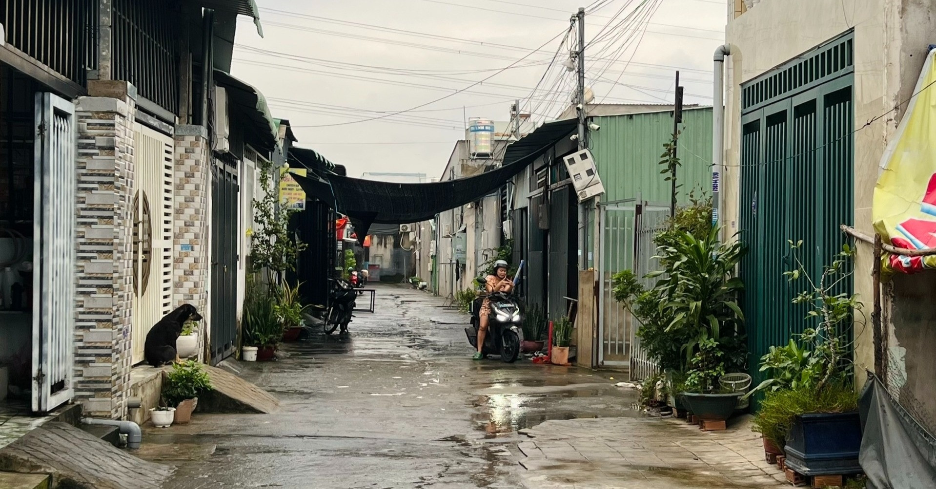 vietnamnet.vn