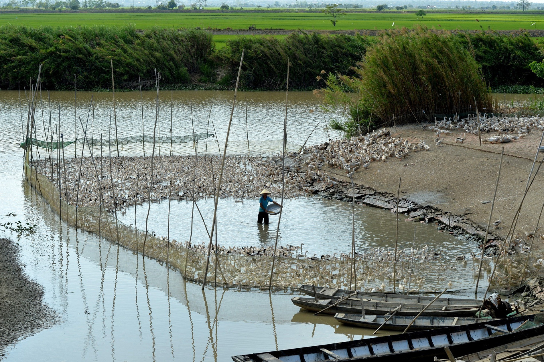 Chăn vịt bên sông Krông Ana. Ảnh NSNA Quang Khải.jpg