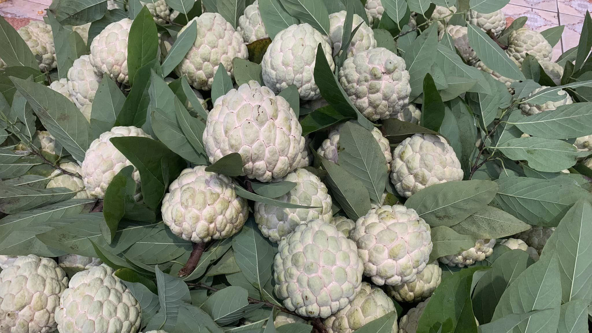 Hứa Quốc Thành.jpg