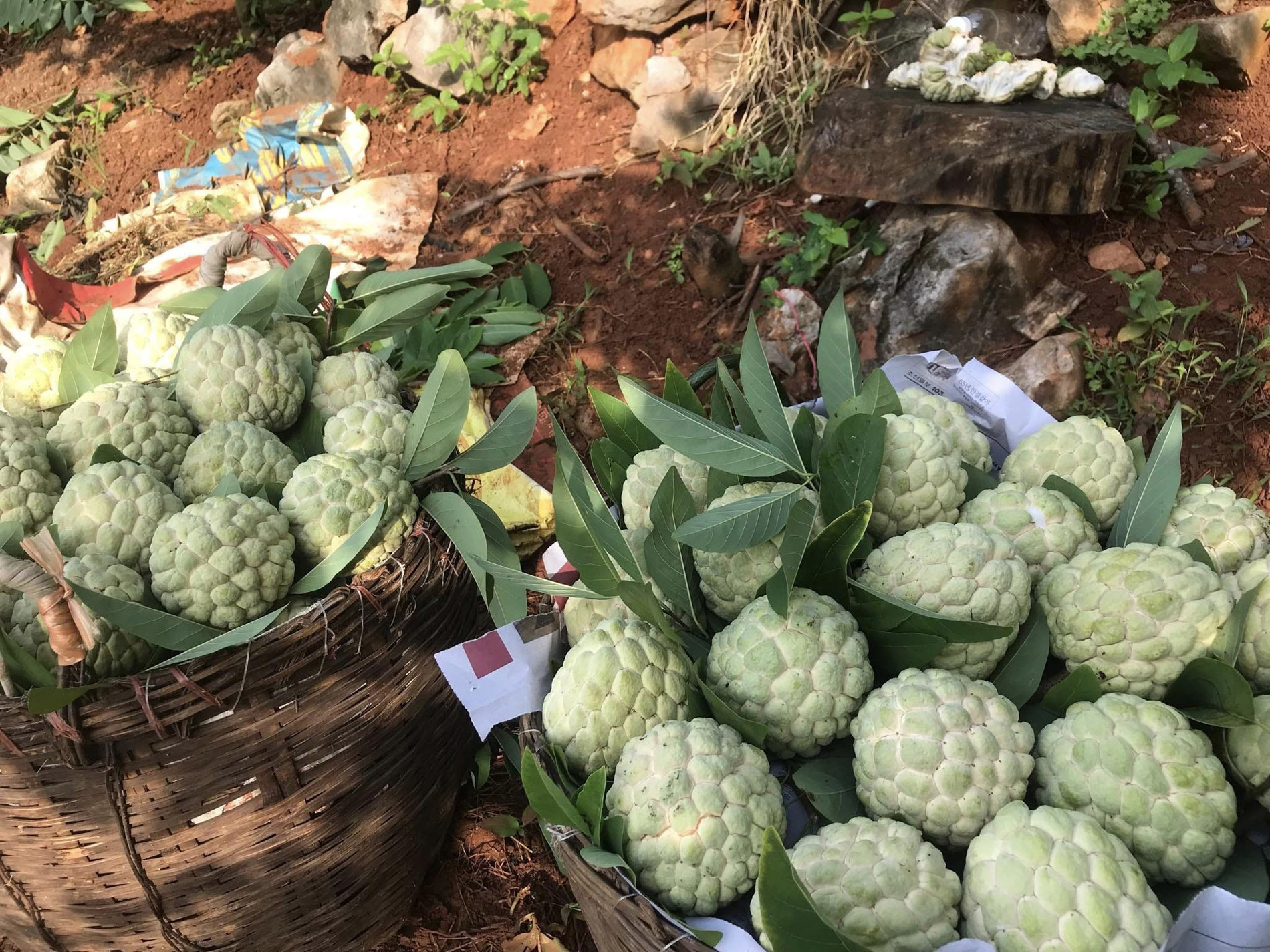 Trường Nguyễn.jpg