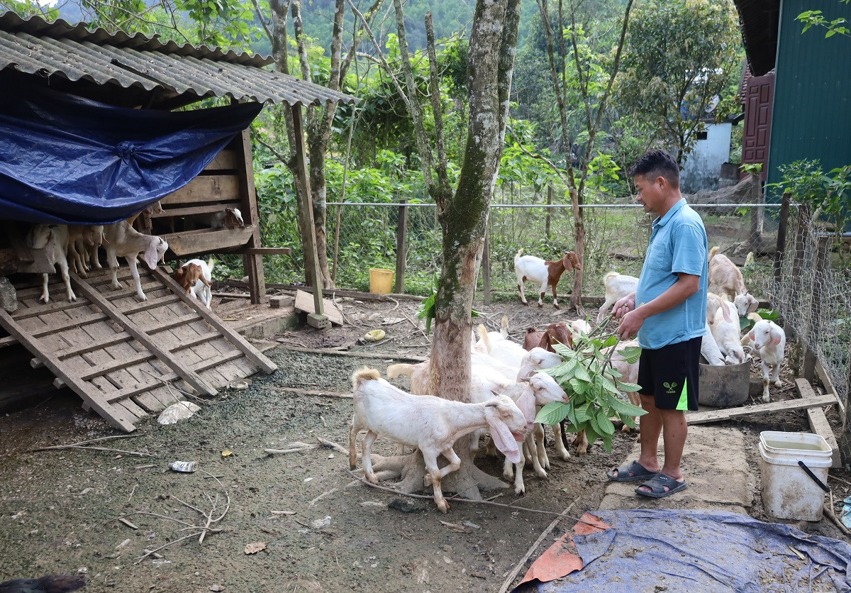 Ảnh 1: Những đàn dê giúp bà con ĐBDTTS huyện Minh Hoá thoát nghèo.