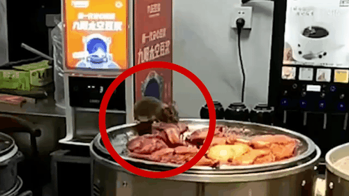 Chuột ngang nhiên gặm đùi vịt quay trên khay đồ ăn bán cho khách