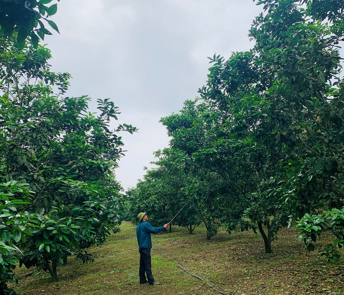 Vườn bưởi của gia đình anh Nguyễn Thành Huế, thôn Kim Lịch, xã Kim Hóa.