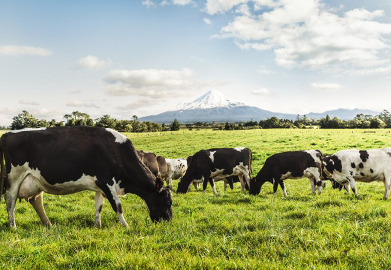 c2_cows_grazing_infront_of_mountain copy.jpg