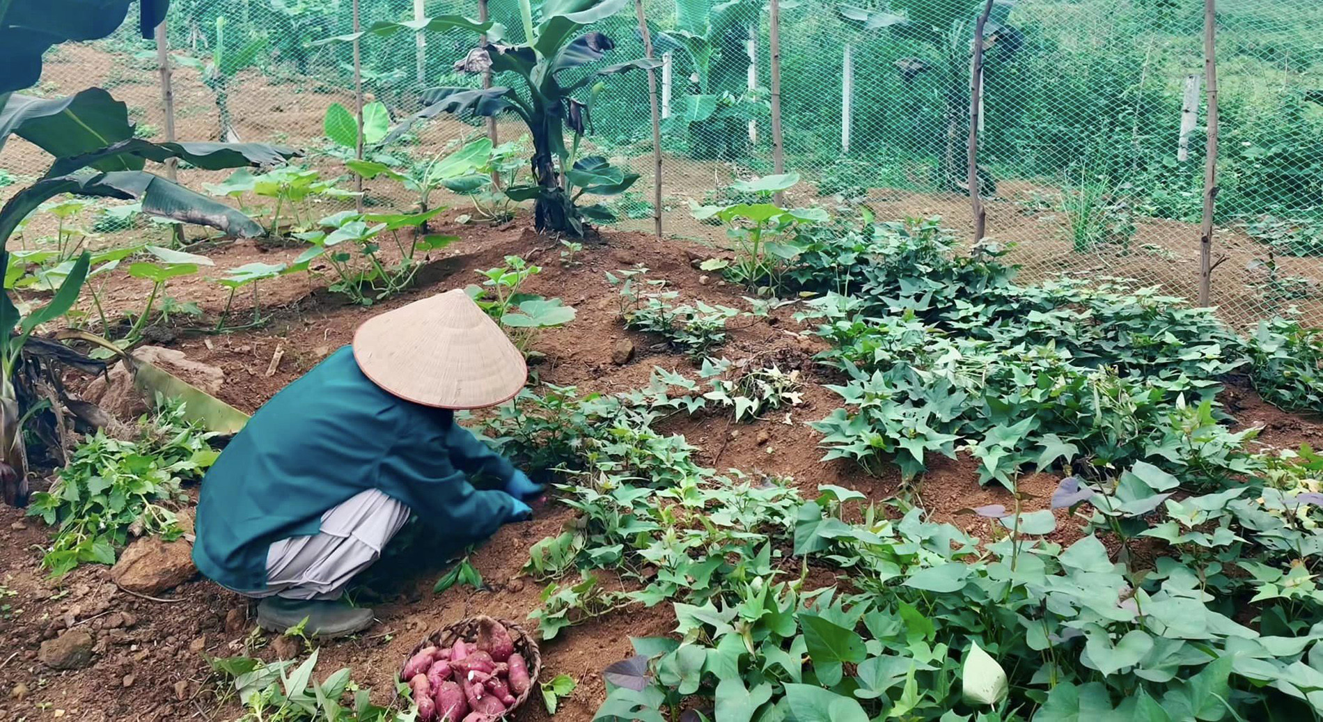 vo chong hung yen tau dat lam nha vuon 15.jpg
