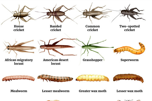 Singapore chính thức công nhận 16 loại côn trùng là thực phẩm