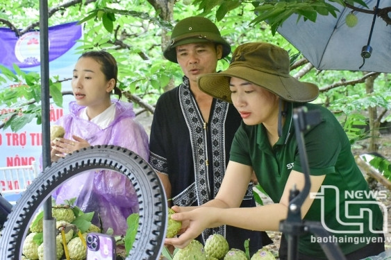 Team nông sản đặc sản Thái Nguyên: Giúp nông dân đưa nông sản vươn xa