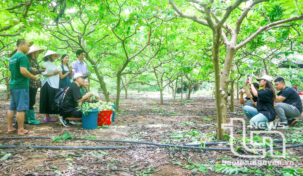 Với tình yêu với nông sản Thái Nguyên, Team đặc sản nông sản Thái Nguyên tích cực đồng hành, hỗ trợ cùng các đơn vị sở ngành địa phương đẩy mạnh hoạt động xúc tiến thương mại, quảng bá sản phẩm.