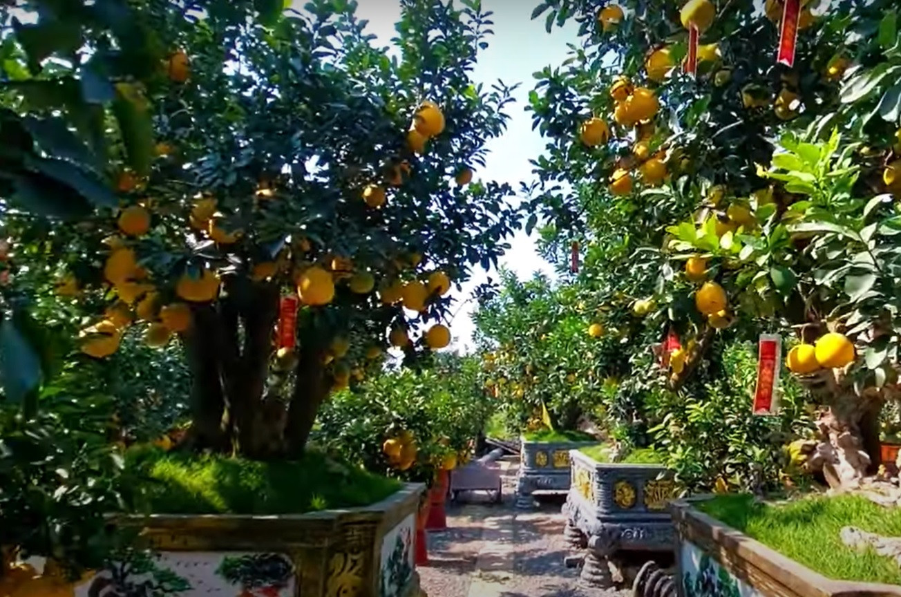 bưởi cảnh văn giang.jpg