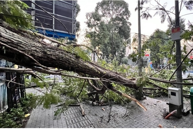 Vì sao TPHCM đã có thiết bị ‘siêu âm’ cây xanh mà chưa sử dụng?