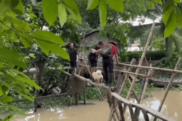 Video du khách bị chó chặn đứng trên cầu khỉ chông chênh giữa miền sông nước