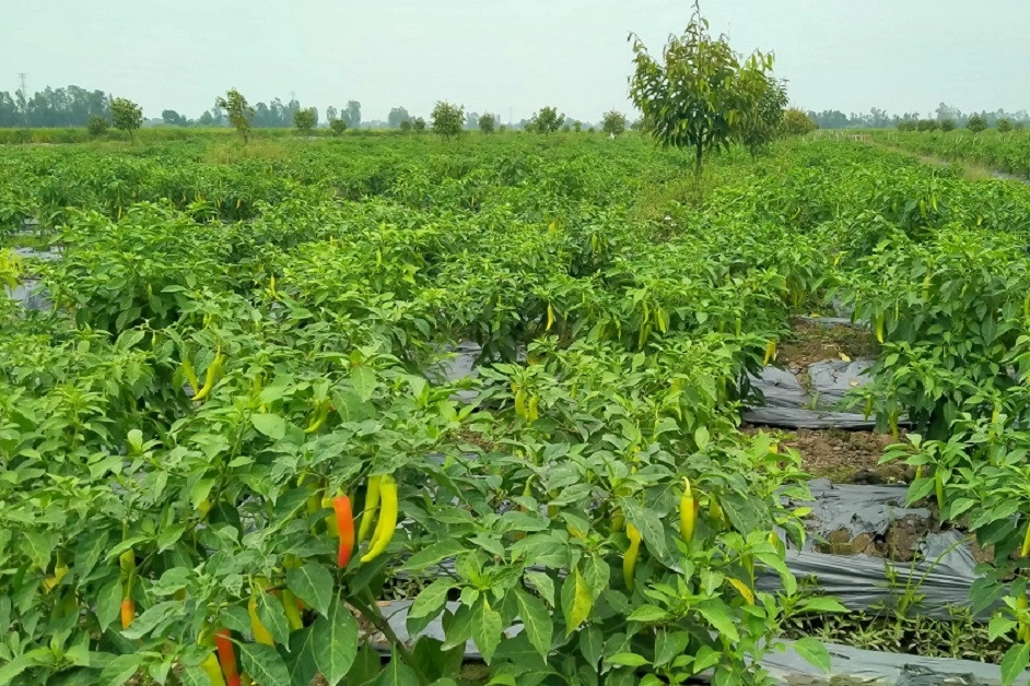 Giồng Riềng tái cơ cấu nông nghiệp, thúc đẩy nông thôn mới bền vững