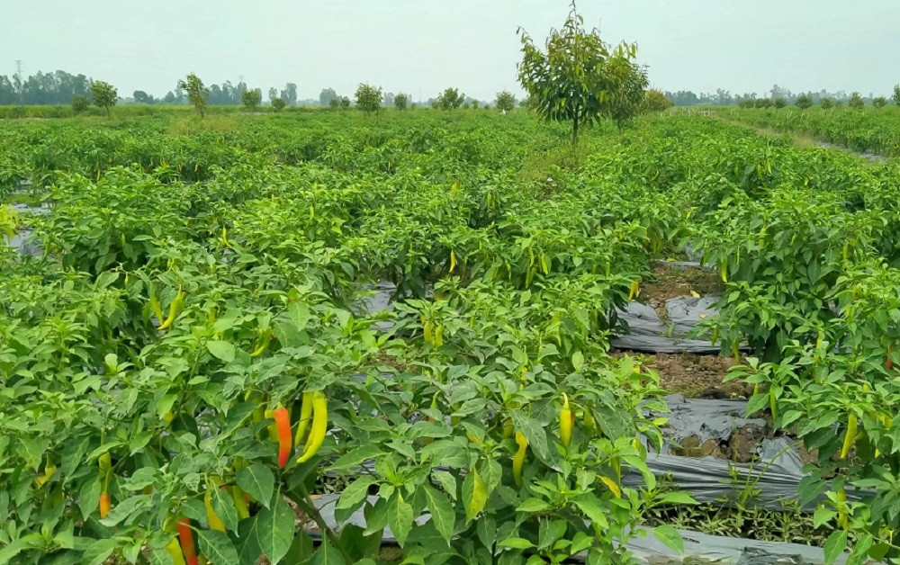 giồng riềng2.jpg