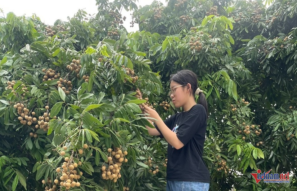 W-vải hưng yên.jpg