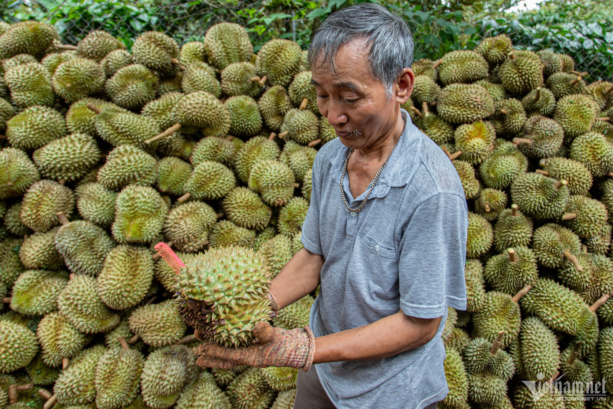 sau rieng.jpg