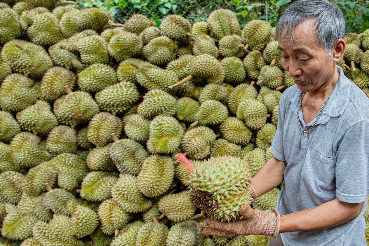 Từ đống vỏ sầu riêng vứt bỏ biến thành than sinh học, giấm gỗ bán giá cao