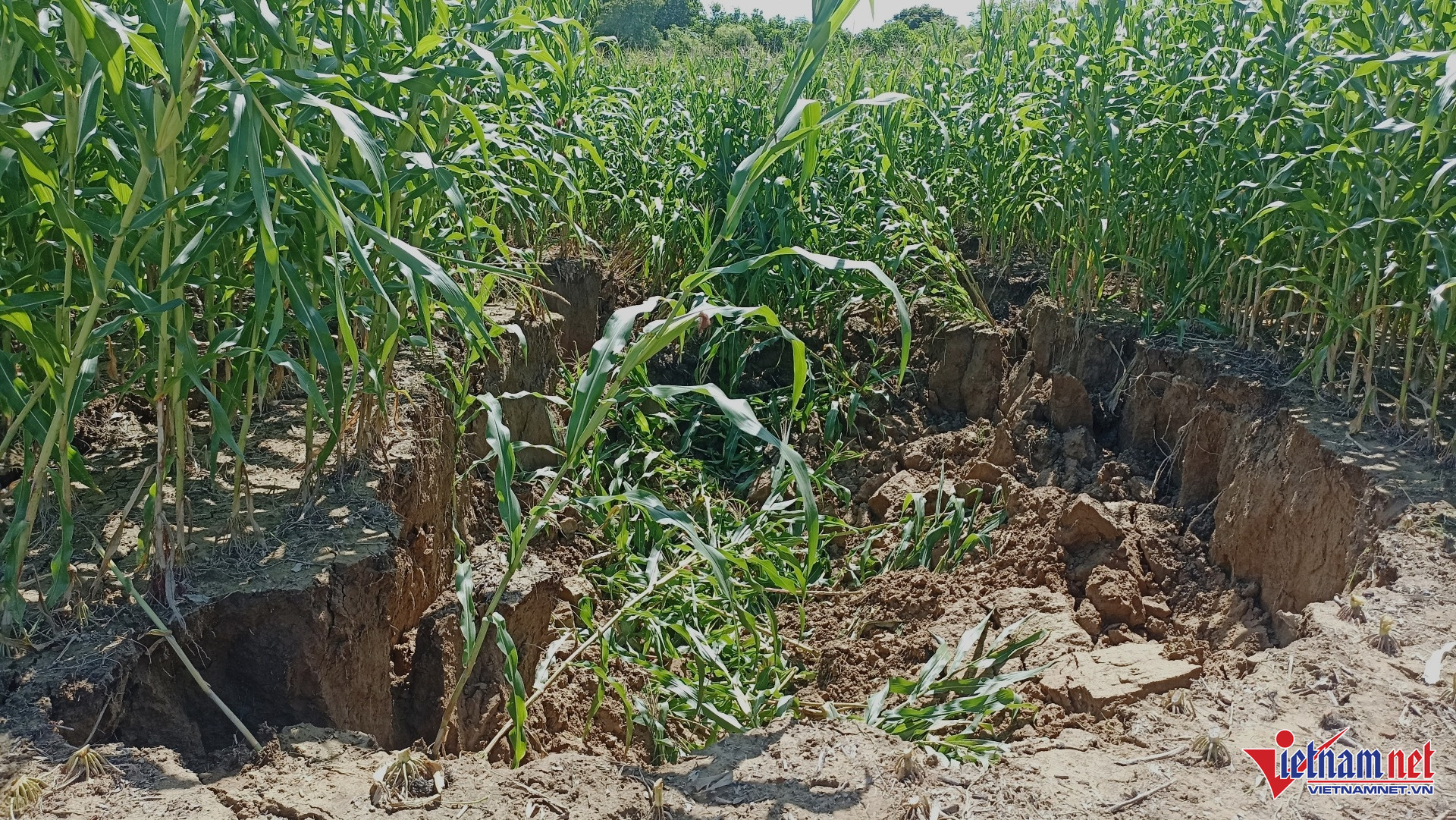 W-Nhiều hố sụt lún xuất hiện ở giữa ruộng ngô của người dân, có nhiều hố lớn rộng và dài cả chục mét.jpg