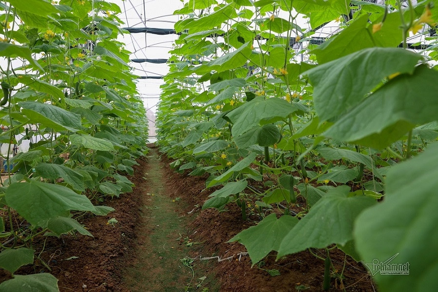 Hồng Phong bứt phá để về đích nông thôn mới nâng cao