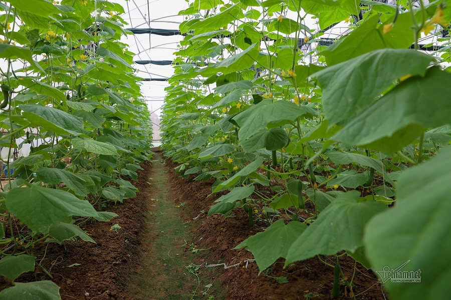 VN1_6832 trang trại dưa chuột.jpg