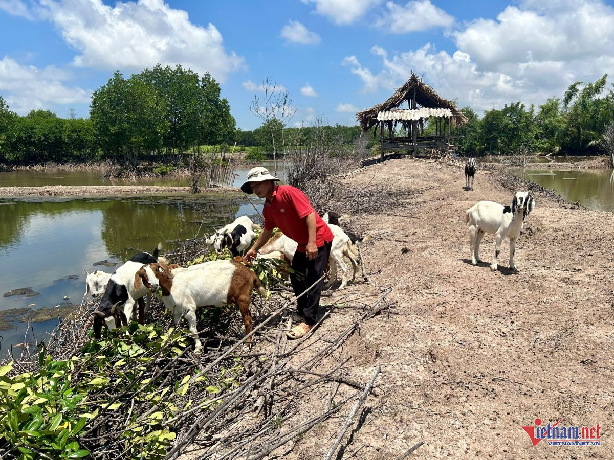 W-37 Rừng ngập mặn.jpg