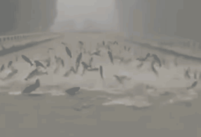 khoanh khac ngoan muc khi chung kien hang tram con ca nhay len mat nuoc 3231.gif