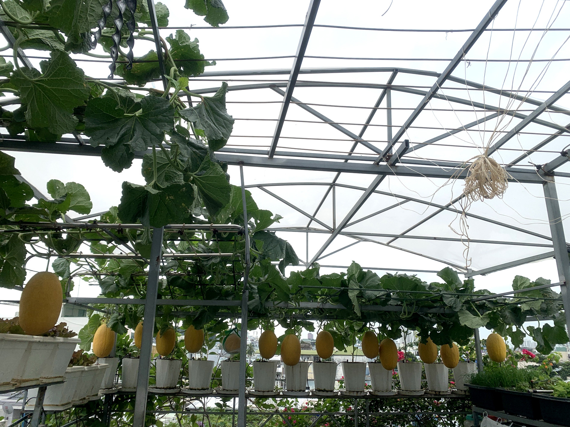 vườn dưa sân thượng 1.jpg