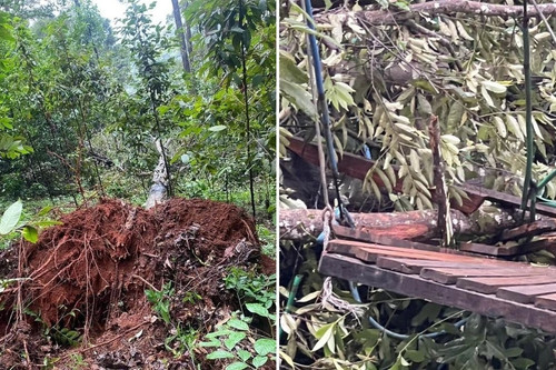 Đi công viên chơi zipline, bất ngờ bị cây đổ trúng, nữ du khách tử vong tại chỗ