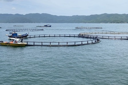 Khánh Hoà mở rộng mô hình thí điểm phát triển nuôi biển công nghệ cao