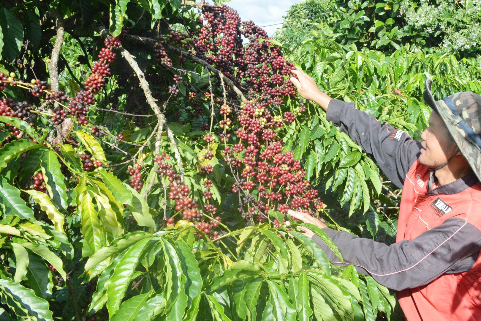 Chuyển đổi số trong nông nghiệp ở Đà Lạt