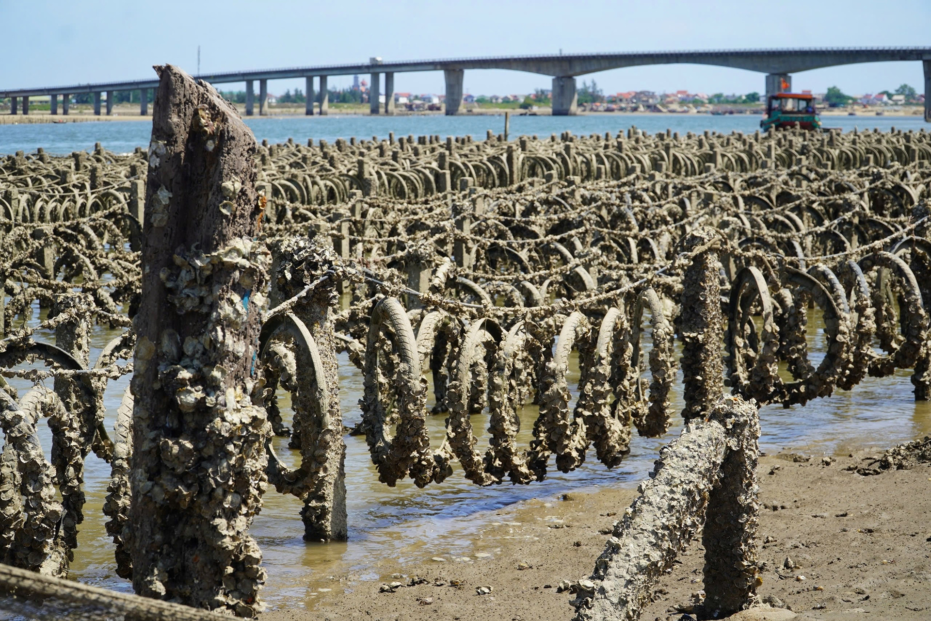 Đóng hàng ngàn cọc bê tông xuống lòng sông để nuôi hàu trái phép