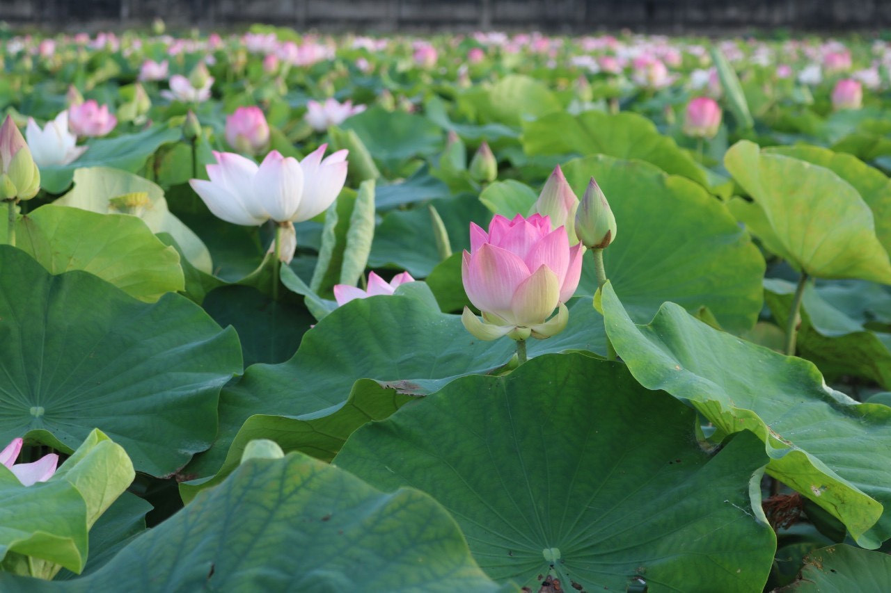 môi trường 1.JPG