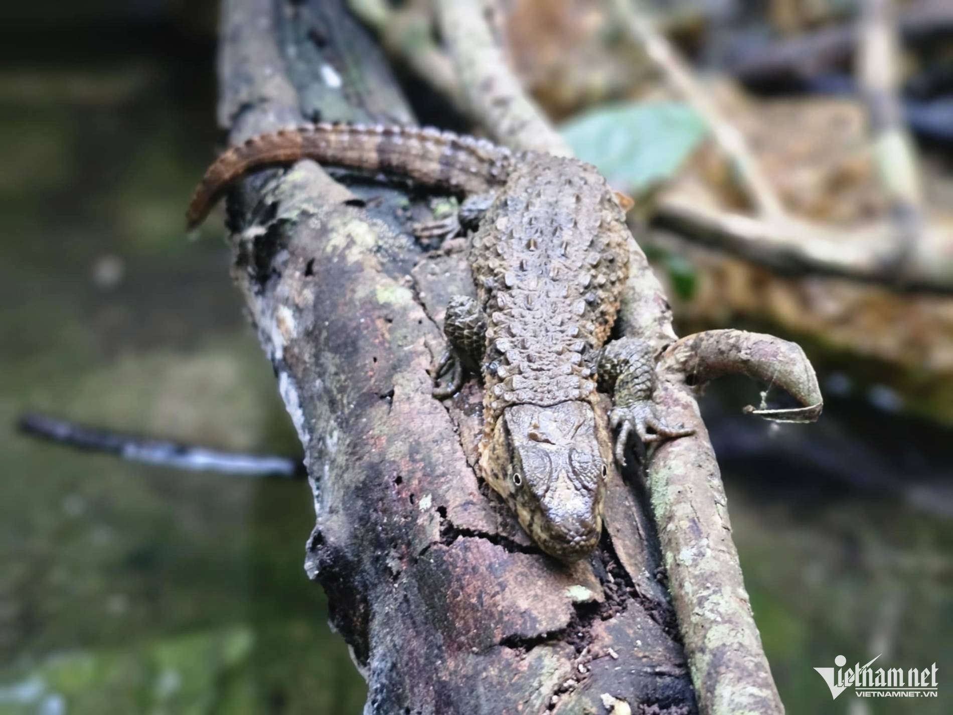 W-thằn lằn.jpeg