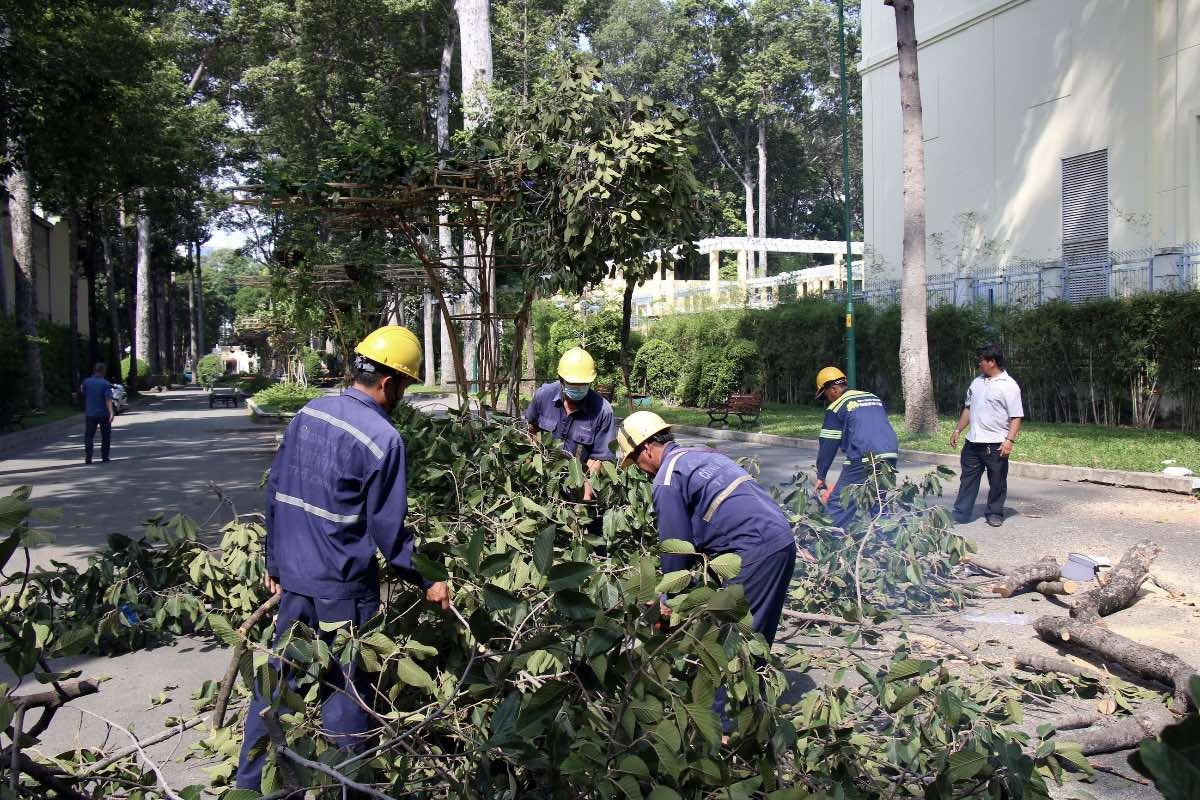 Chủ tịch TPHCM yêu cầu xác định trách nhiệm vụ gãy nhánh cây 2 người tử vong