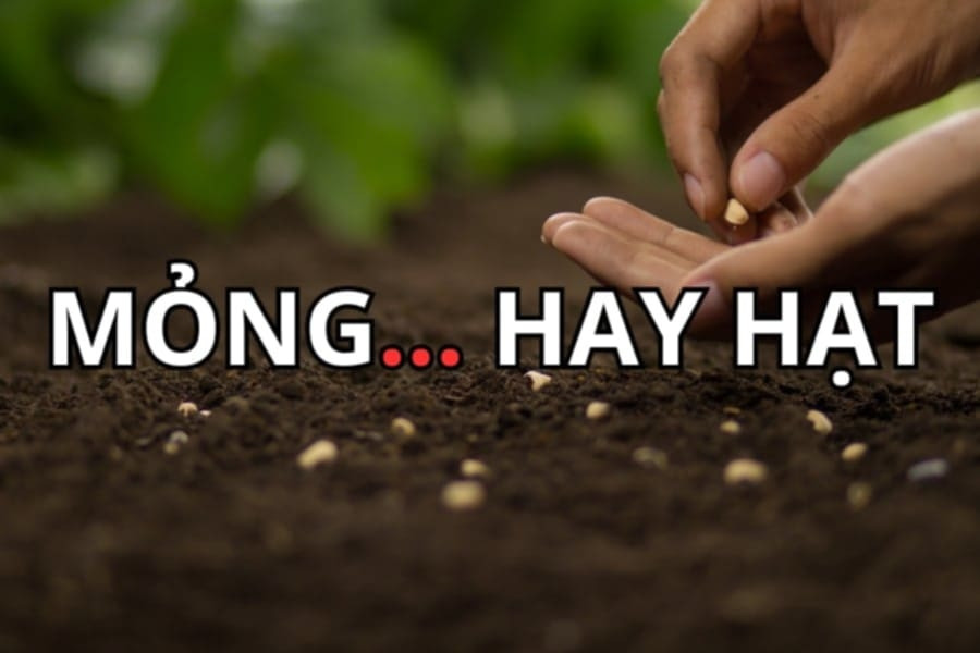 Từ nào còn thiếu trong câu “Mỏng... hay hạt”?