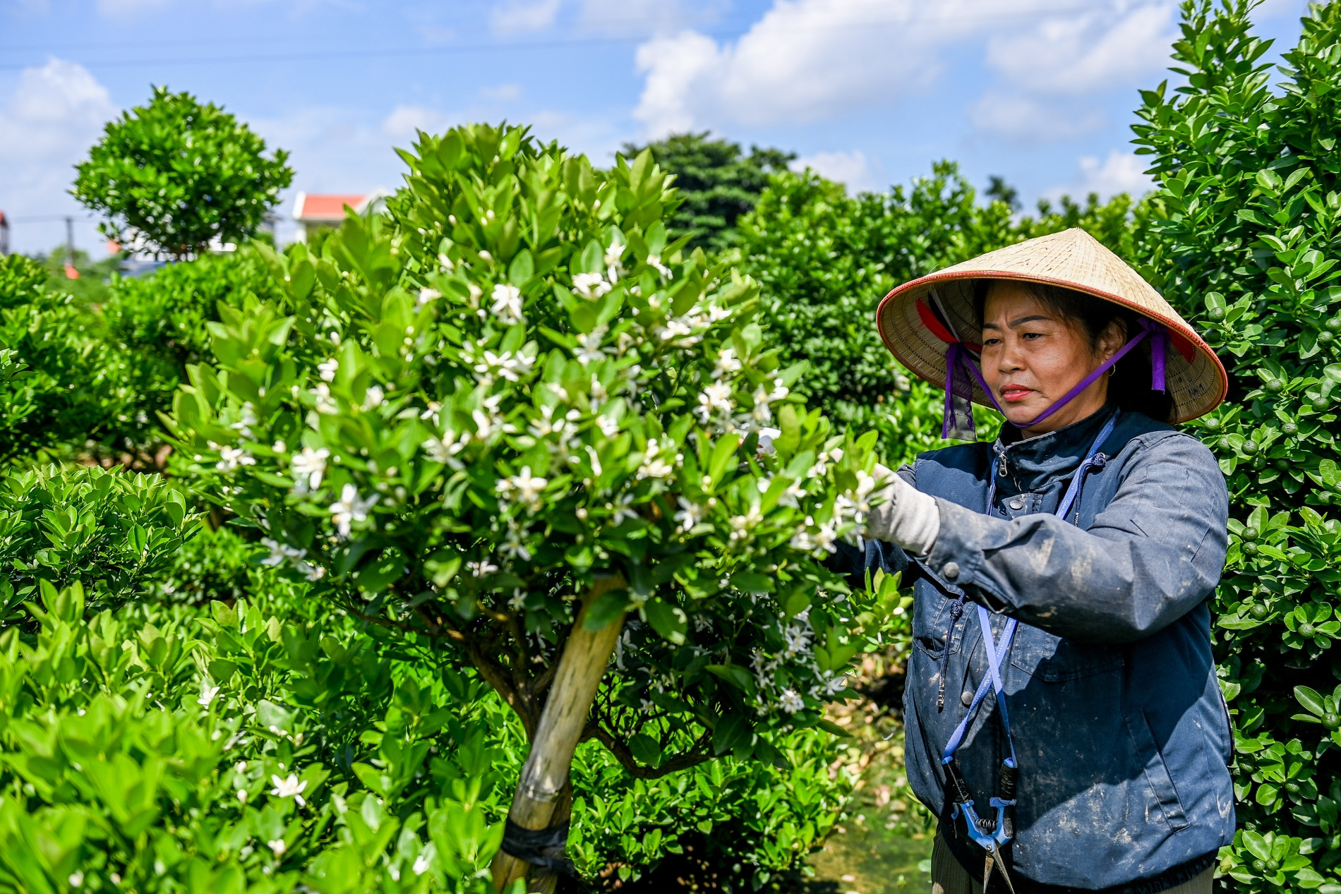 Nông dân vựa quất lớn nhất Nam Định nơm nớp lo lỡ vụ Tết