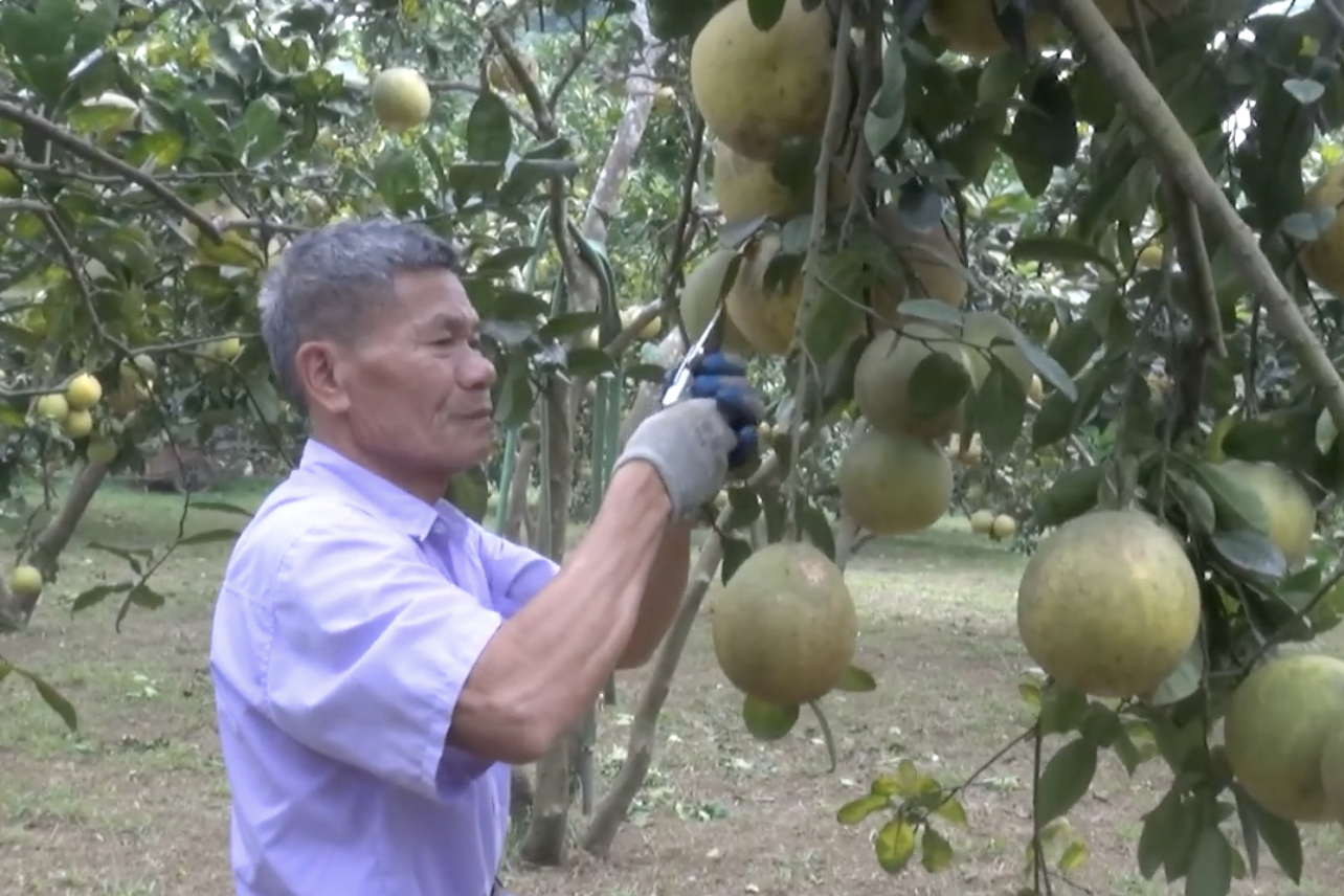 NTM Thạch Thất (Hà Nội): Tập trung phát triển kinh tế, cải thiện thu nhập của người dân