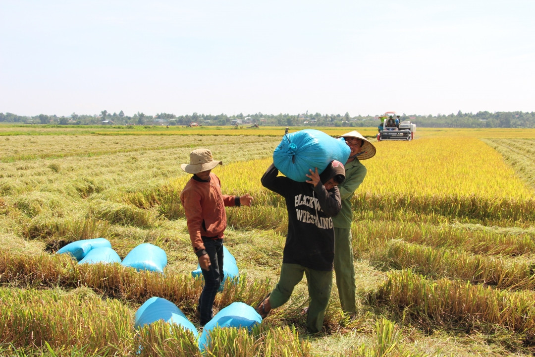 Tỉnh đầu tiên thu được tiền từ trồng lúa giảm phát thải CO2