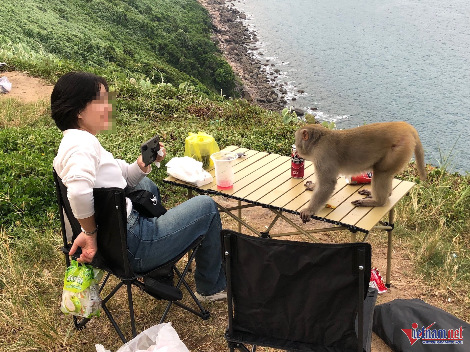 W-khỉ sơn trà.jpg