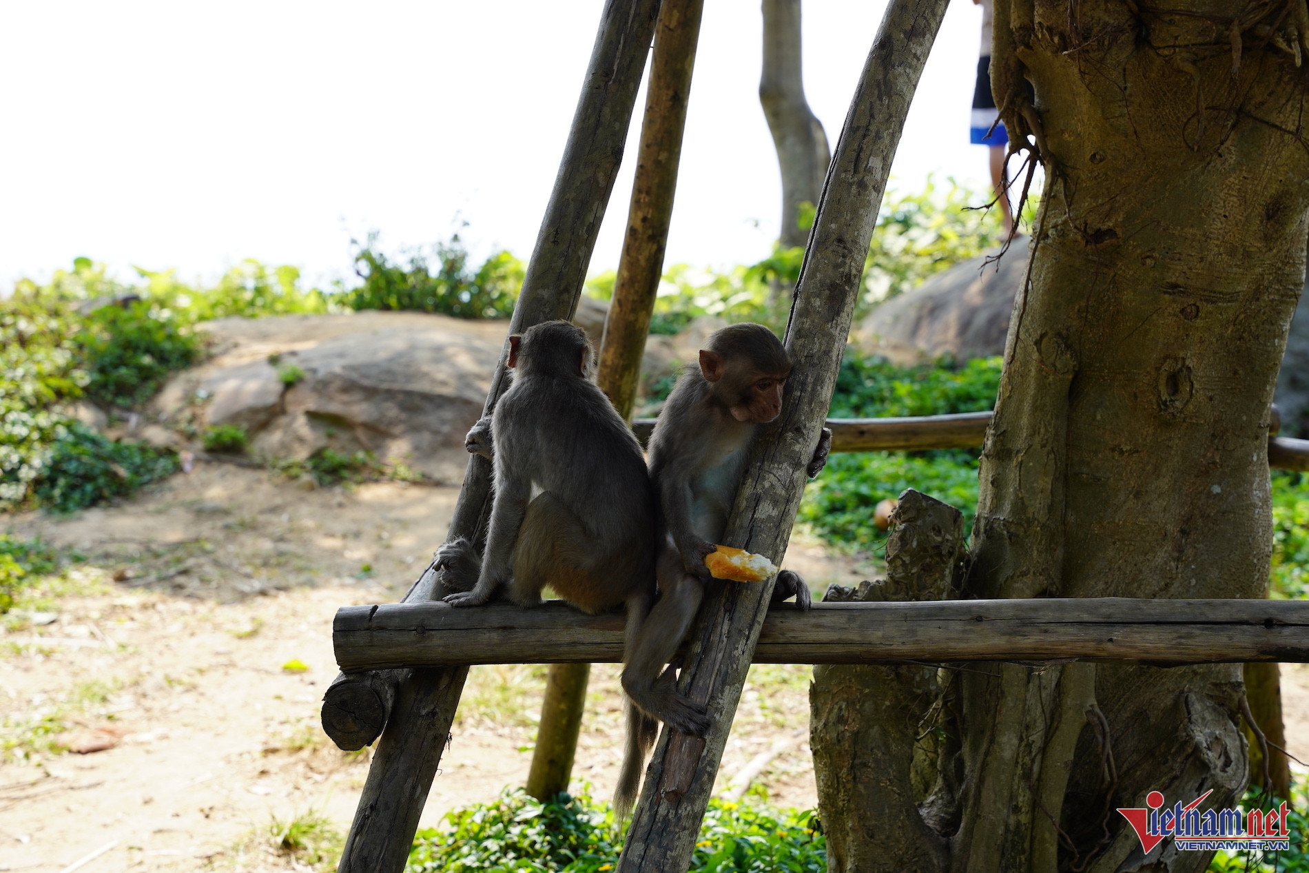 W-khỉ sơn trà_1.JPG.jpg
