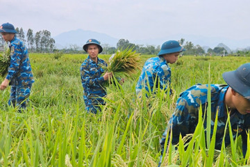 Bộ đội ngâm mình giúp dân Hà Nội gặt lúa, di dời tài sản do ngập lụt