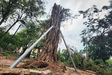 Hơn 40.000 cây gãy đổ do bão Yagi, Hà Nội dự kiến 'cứu' 3.000 cây