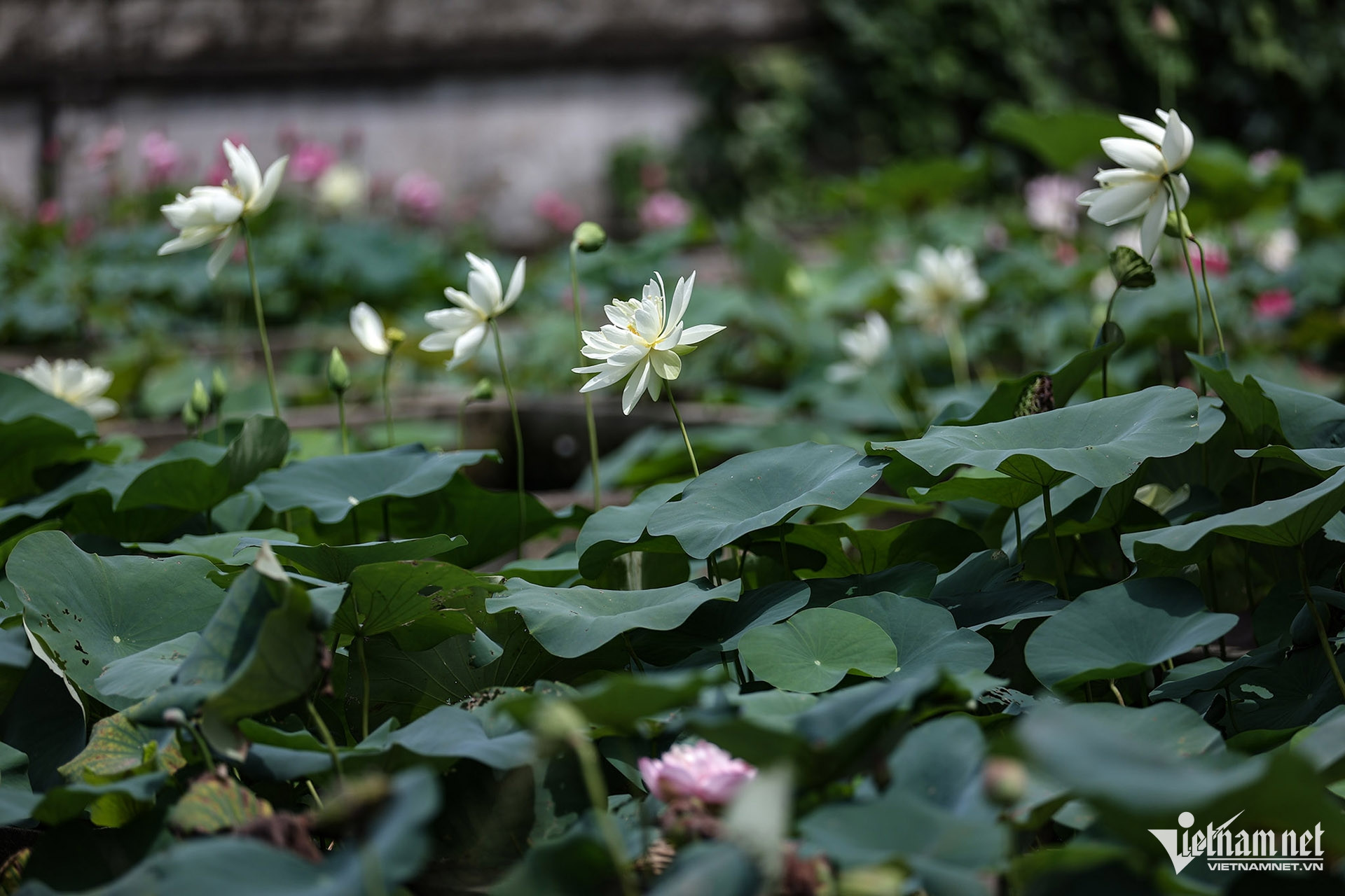 W-nghe an trong sen.jpg