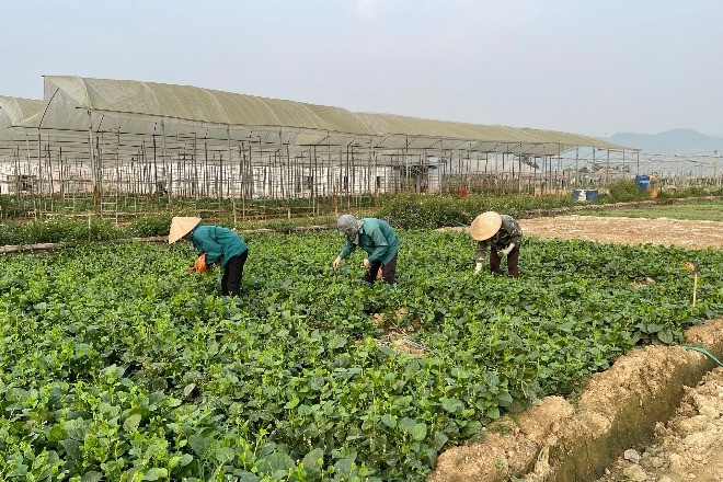 Nông dân Hưng Yên thi đua sản xuất, đẩy mạnh phát triển kinh tế nông thôn