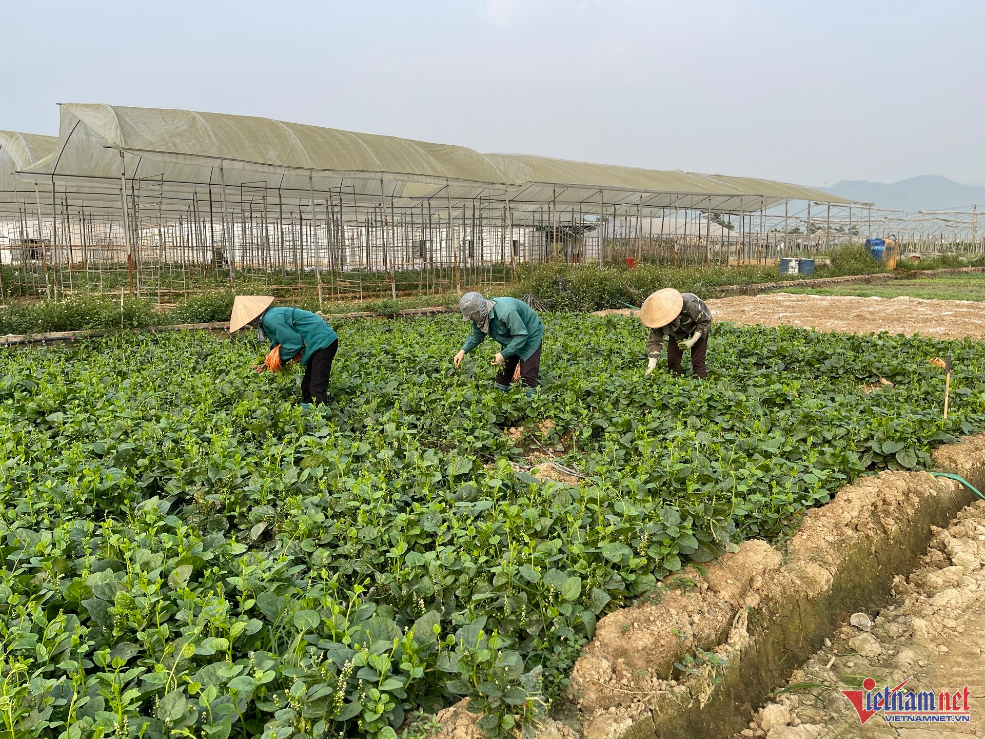 W-IMG_4185 NTM hưng yên.jpg