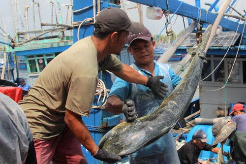 Bình Định chạy đua gỡ 'thẻ vàng' IUU, xử nghiêm tàu vi phạm