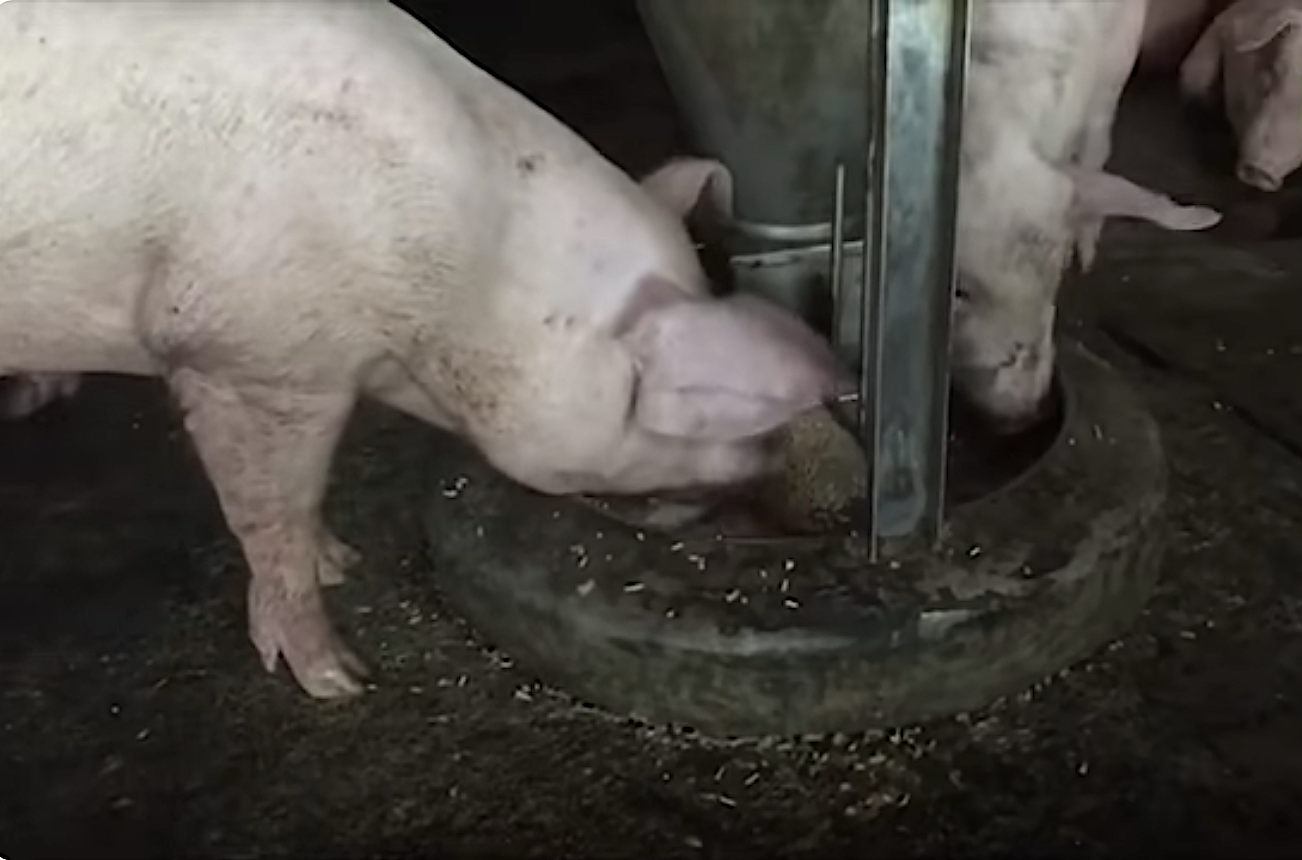 Quản lý trang trại chăn nuôi thông qua phần mềm Te-food