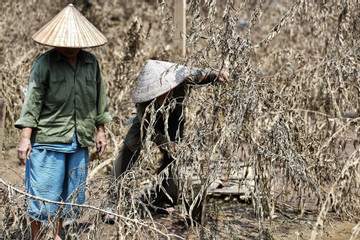 Làng đào lớn nhất Hà Nội lụi tàn sau bão