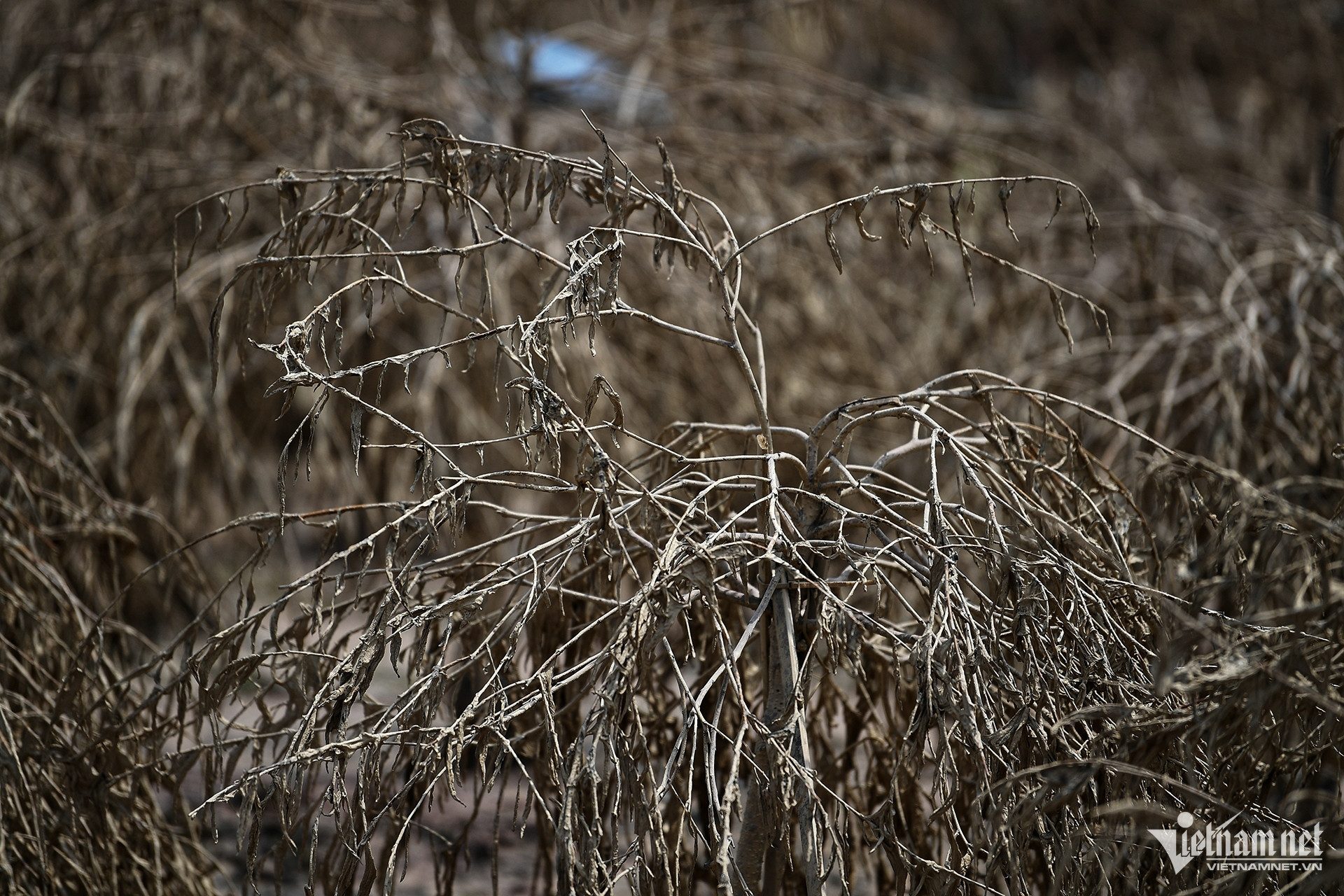 w lang dao 11 2471.jpg